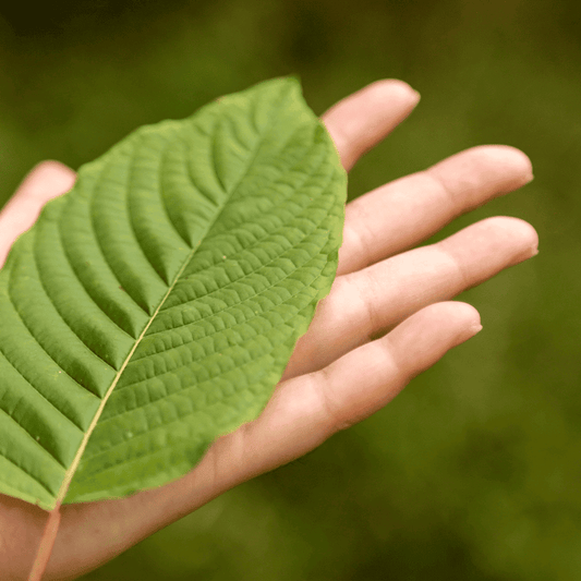 What to Do Right After Taking Kratom