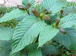 Quick Guide to Kratom Legality – 2023