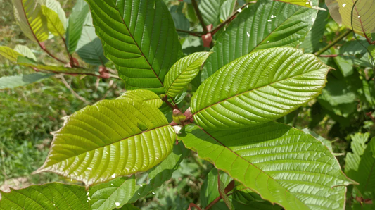 Red Vein Kratom 101: A Guide for Beginners